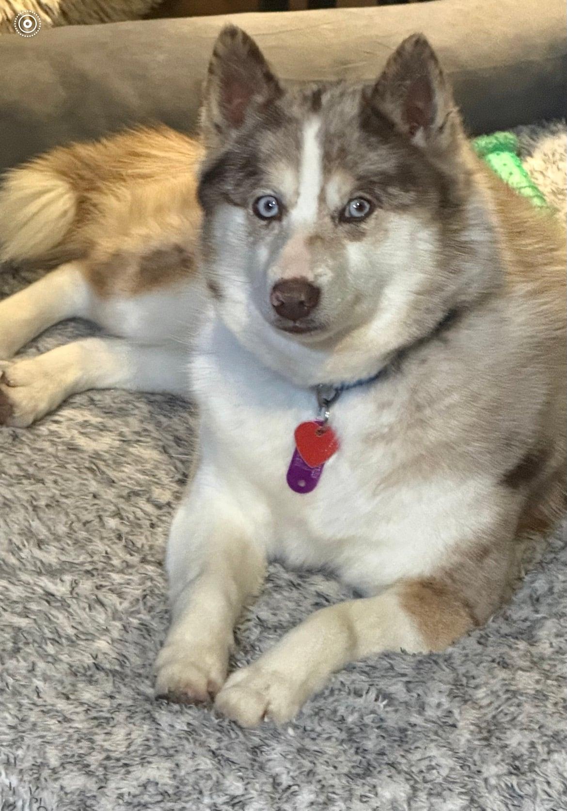 Callie!!, an adoptable mixed breed in Celina, OH image 1/4