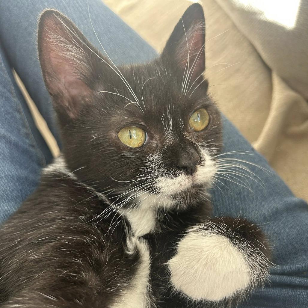 Ada, Adoptable, Kitten Female Domestic Short Hair.