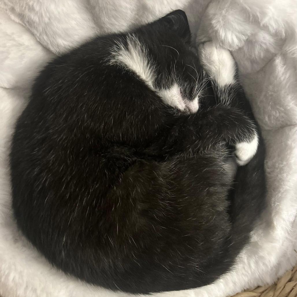 Enlarge Ada, a Adoptable Domestic Short Hair in Harrisonburg, VA image 2/6