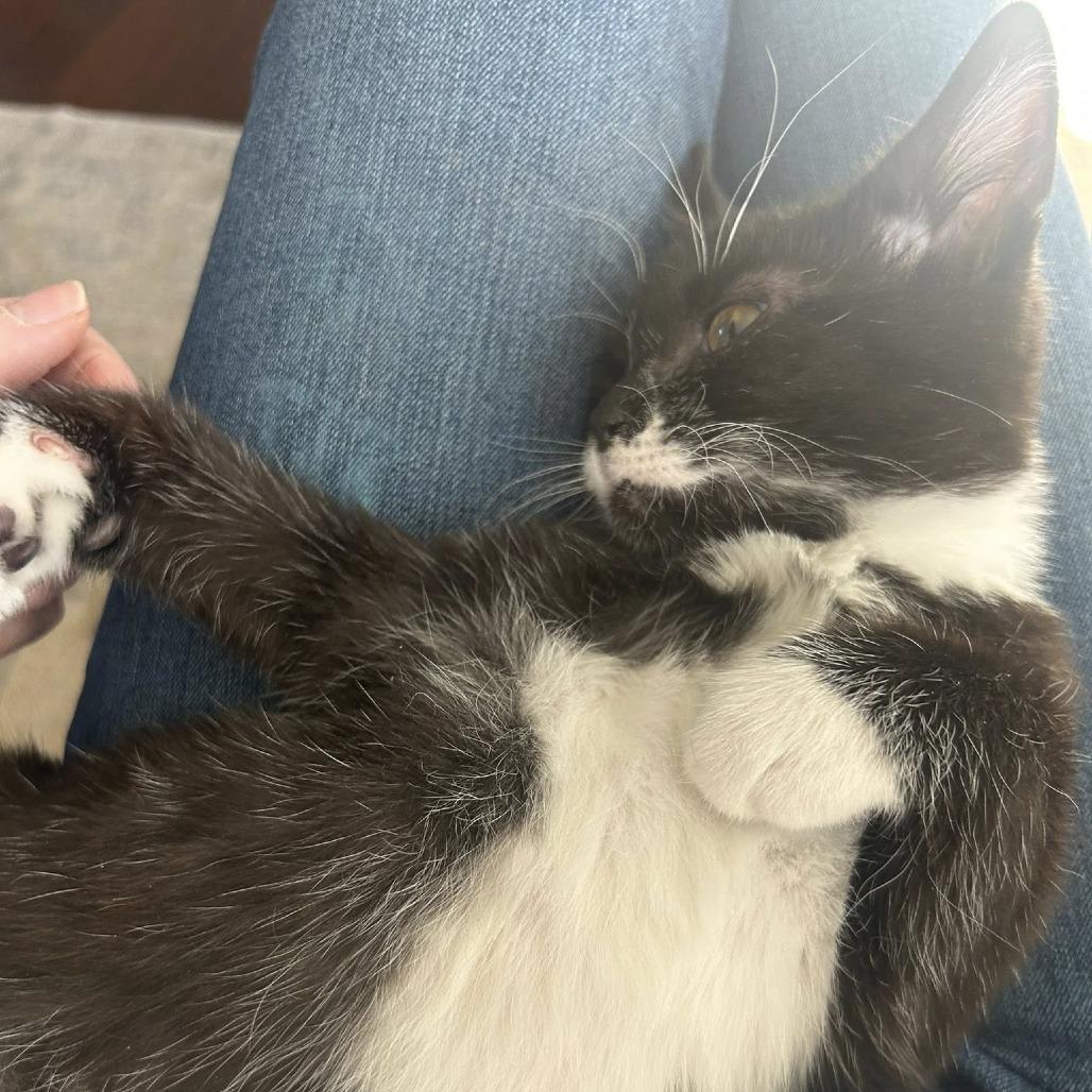 Enlarge Ada, a Adoptable Domestic Short Hair in Harrisonburg, VA image 3/6