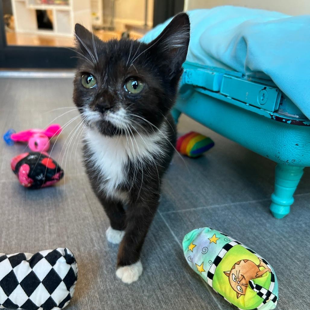 Enlarge Ada, a Adoptable Domestic Short Hair in Harrisonburg, VA image 5/6