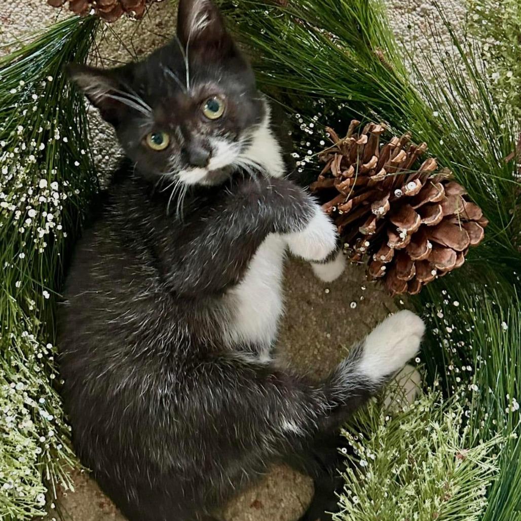 Enlarge Ada, a Adoptable Domestic Short Hair in Harrisonburg, VA image 6/6