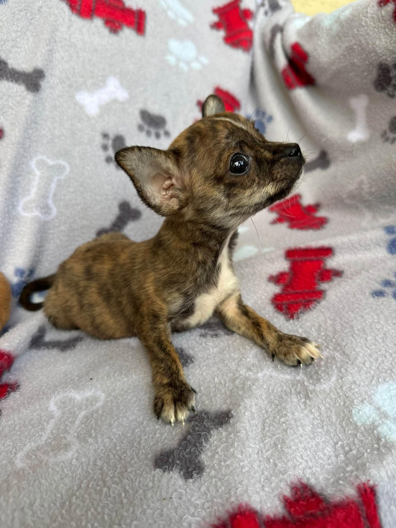 Enlarge Jellybean, a Adopted mixed breed in Groveland, FL image 4/4