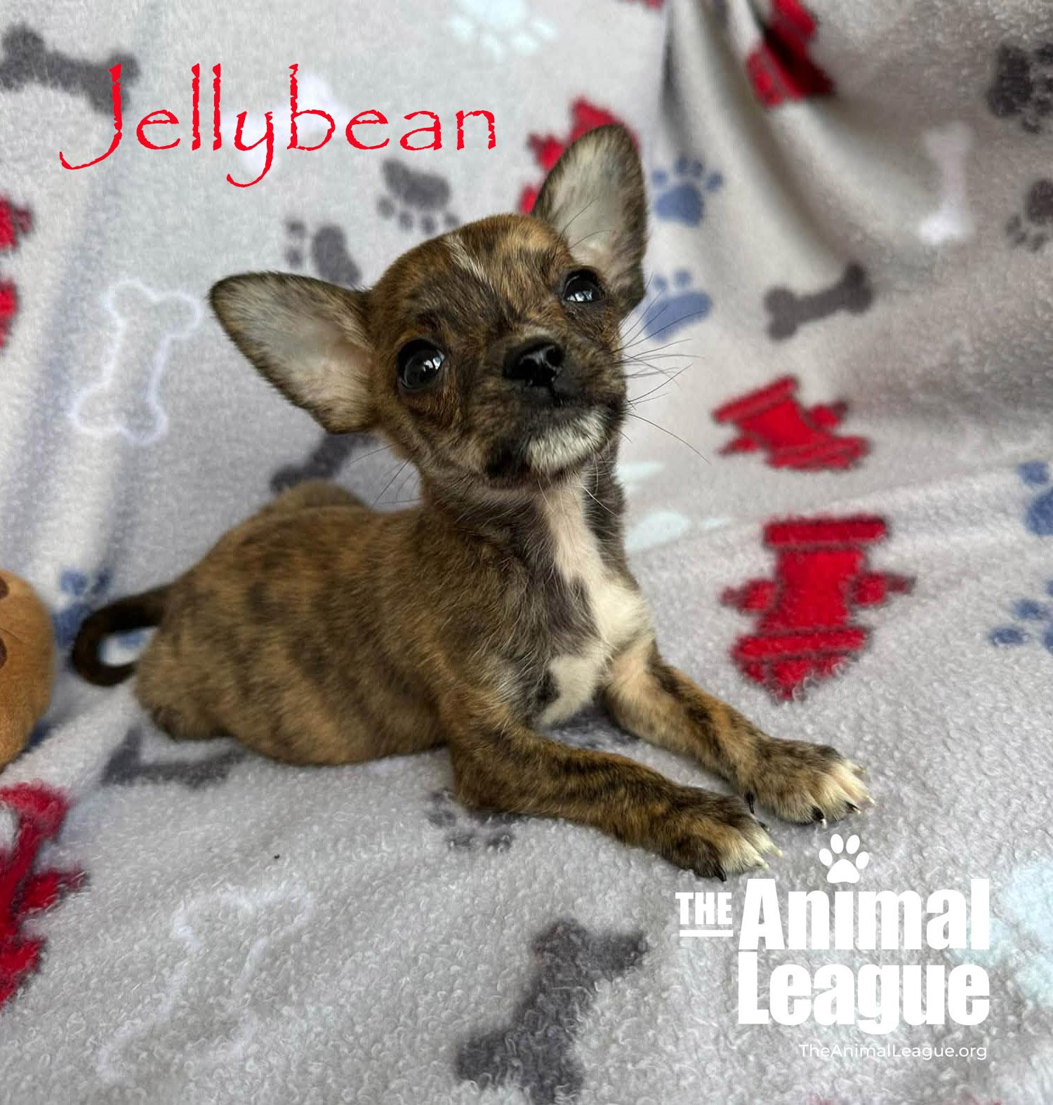 Enlarge Jellybean, a Adopted mixed breed in Groveland, FL image 3/4