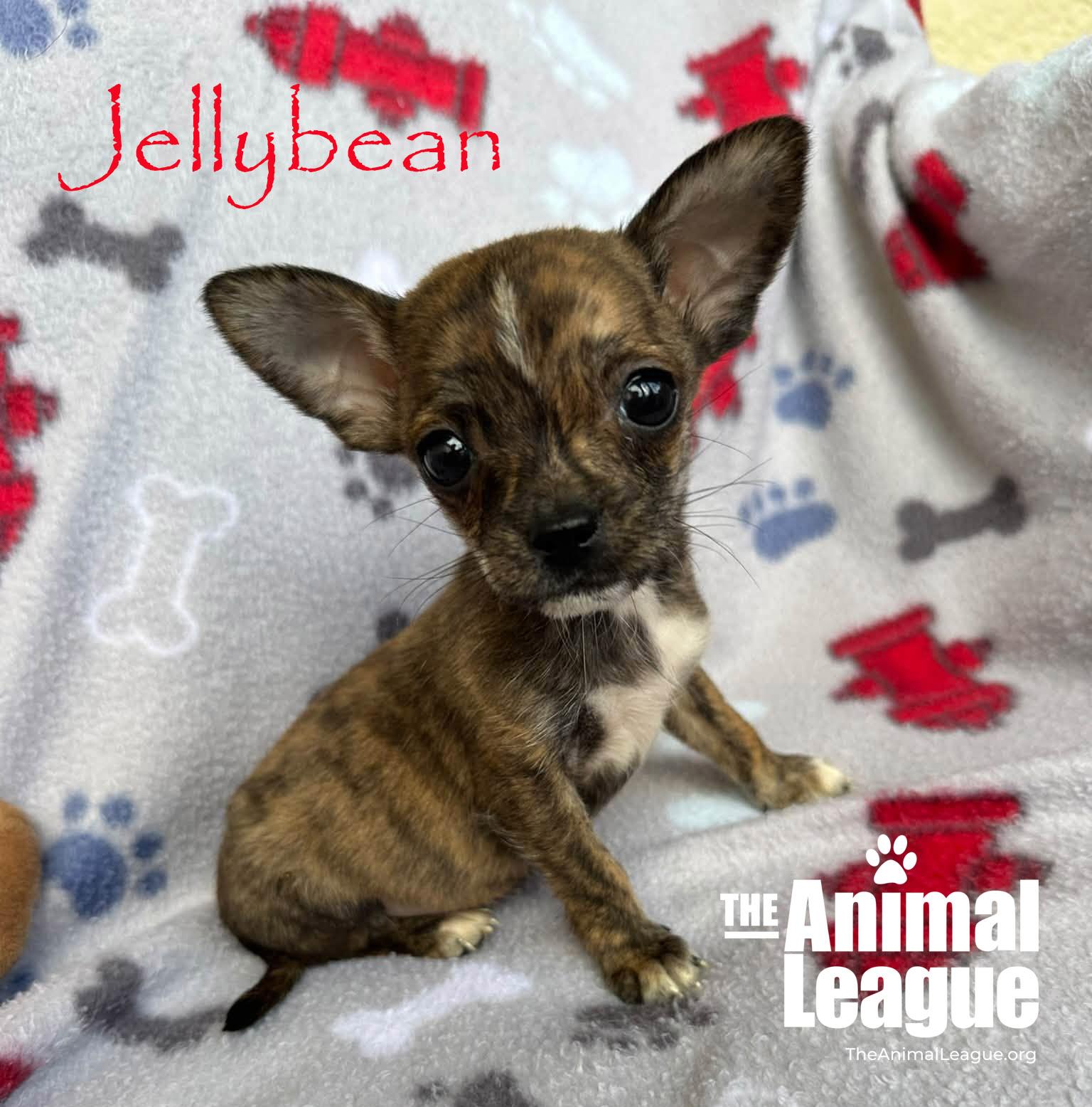 Jellybean, Adopted, Puppy Male Chihuahua & Shih Tzu.
