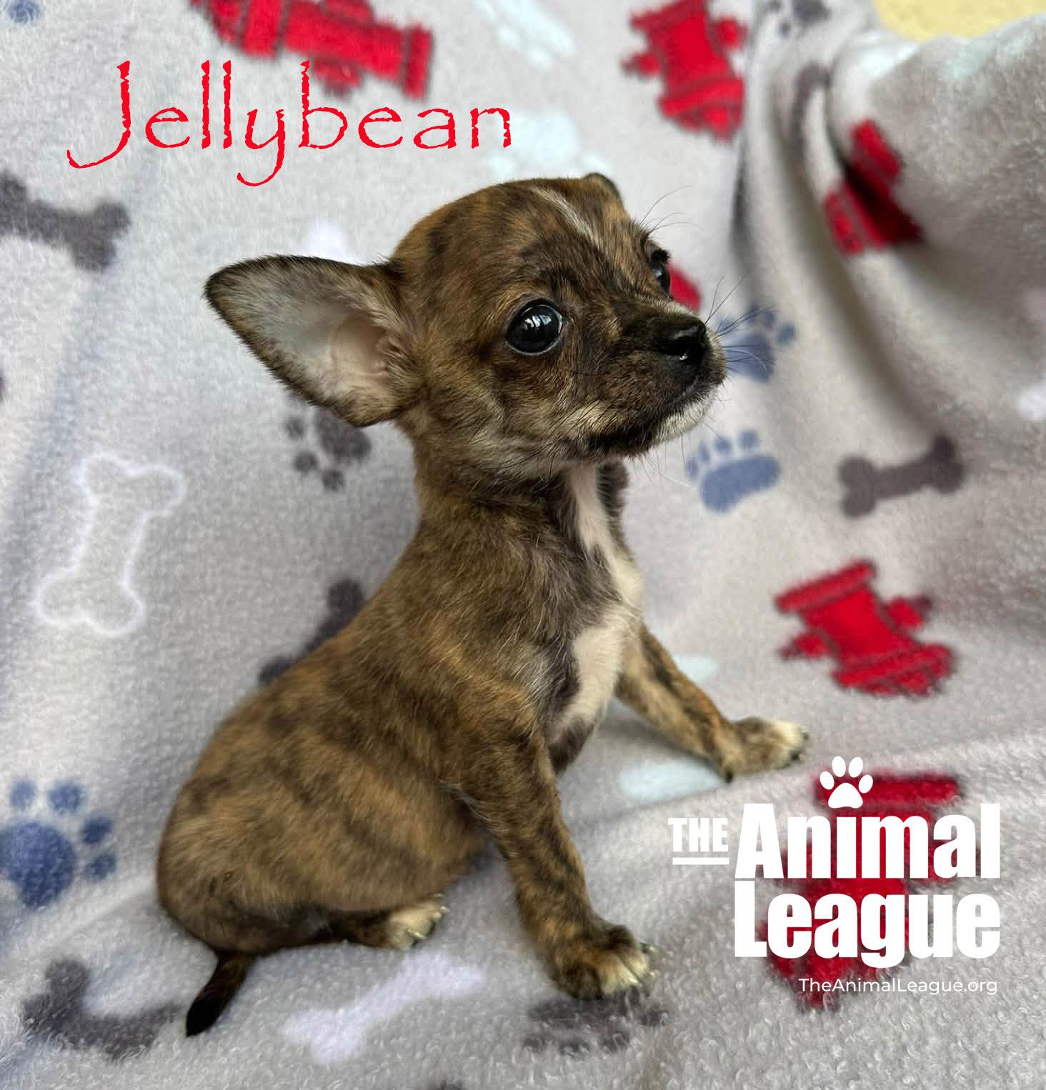 Enlarge Jellybean, a Adopted mixed breed in Groveland, FL image 2/4