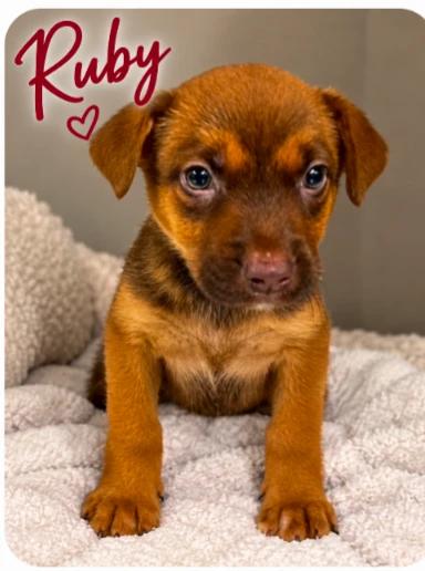 Enlarge Ruby, a Adoptable mixed breed in CHURCHVILLE, NY image 1/1
