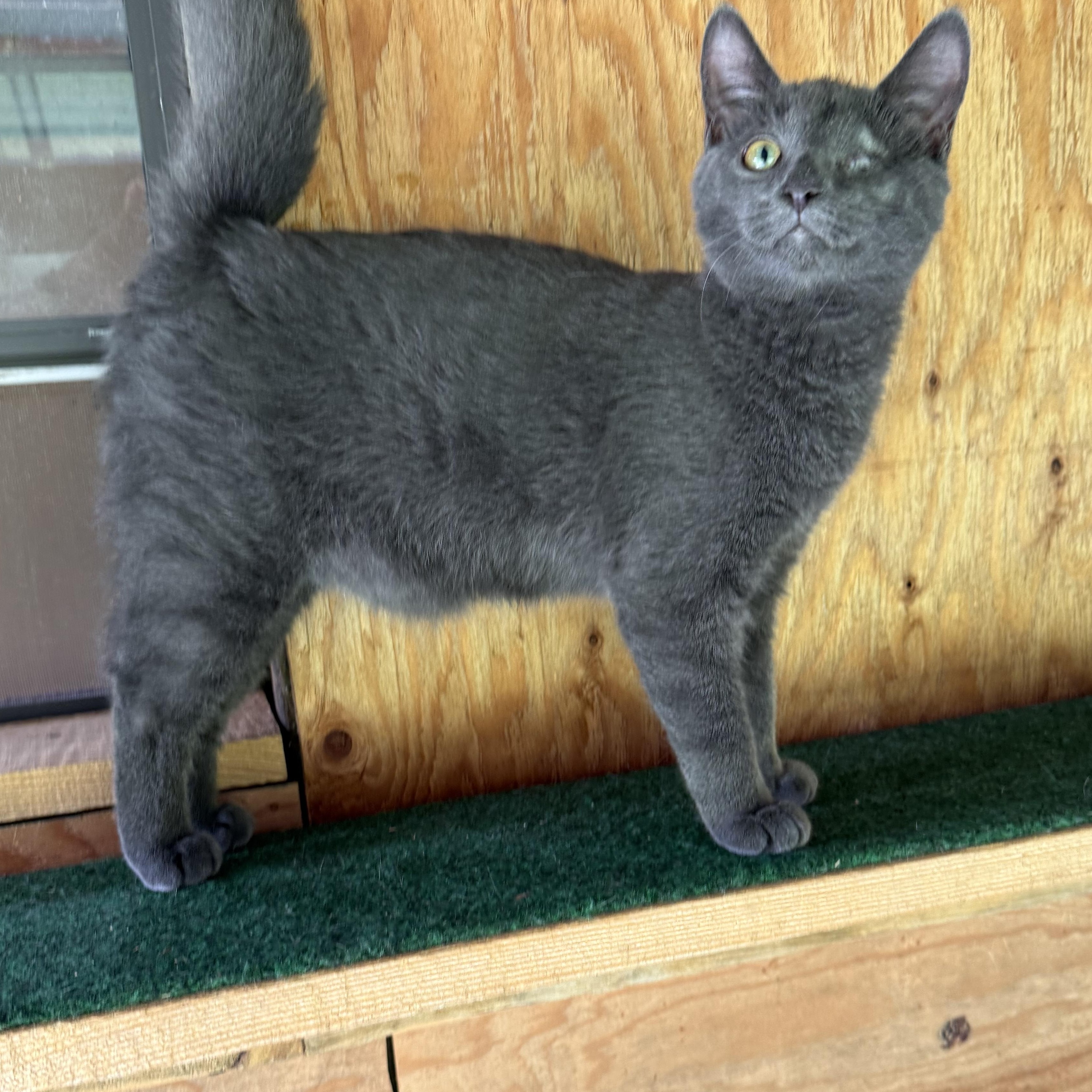 Enlarge Topaz, a Adoptable Domestic Short Hair in Dansville, NY image 1/4