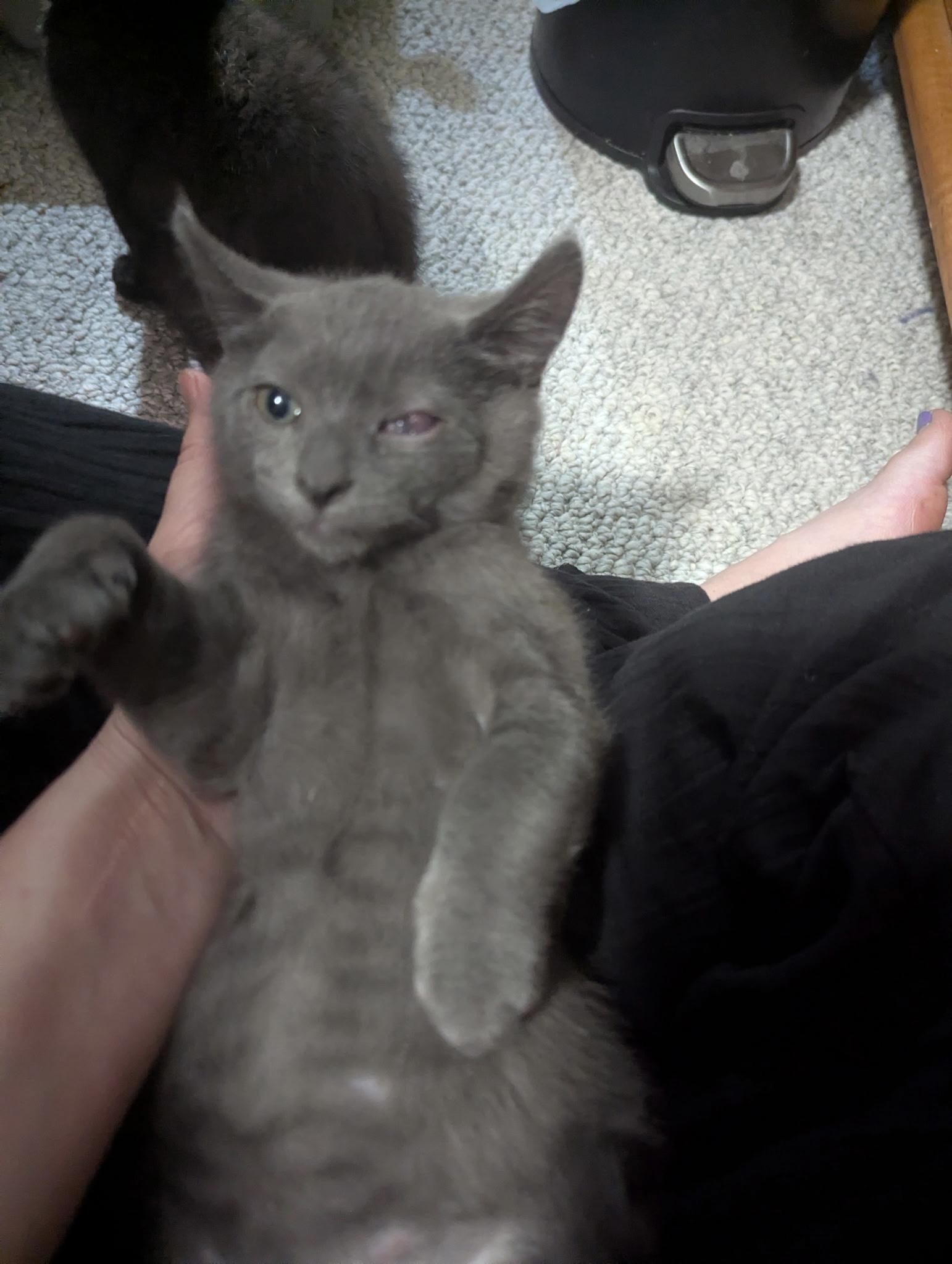 Enlarge Topaz, a Adoptable Domestic Short Hair in Dansville, NY image 3/4