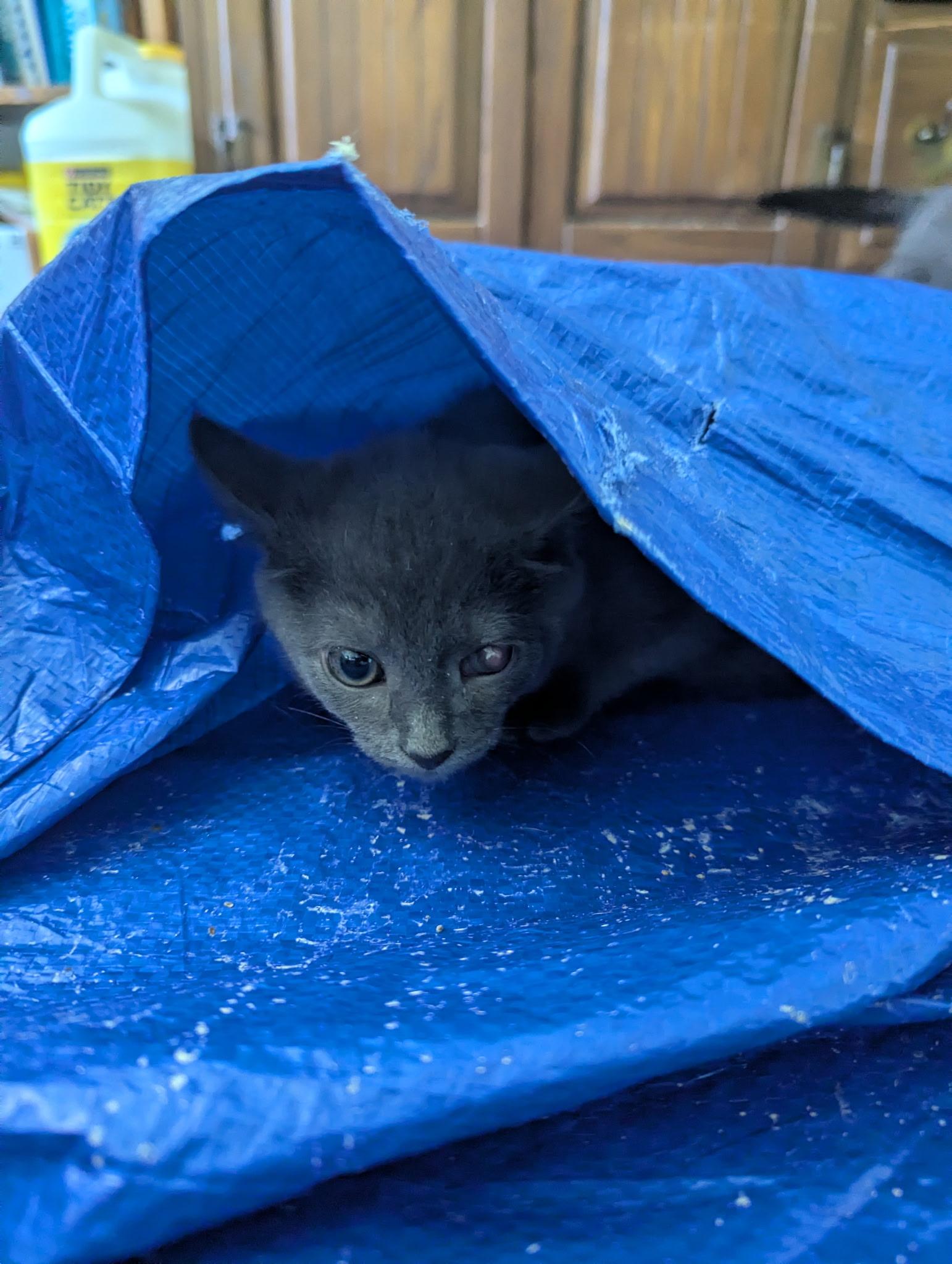 Enlarge Topaz, a Adoptable Domestic Short Hair in Dansville, NY image 2/4
