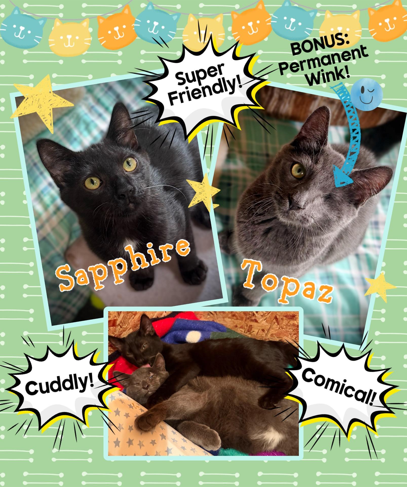 Enlarge Topaz, a Adoptable Domestic Short Hair in Dansville, NY image 3/3