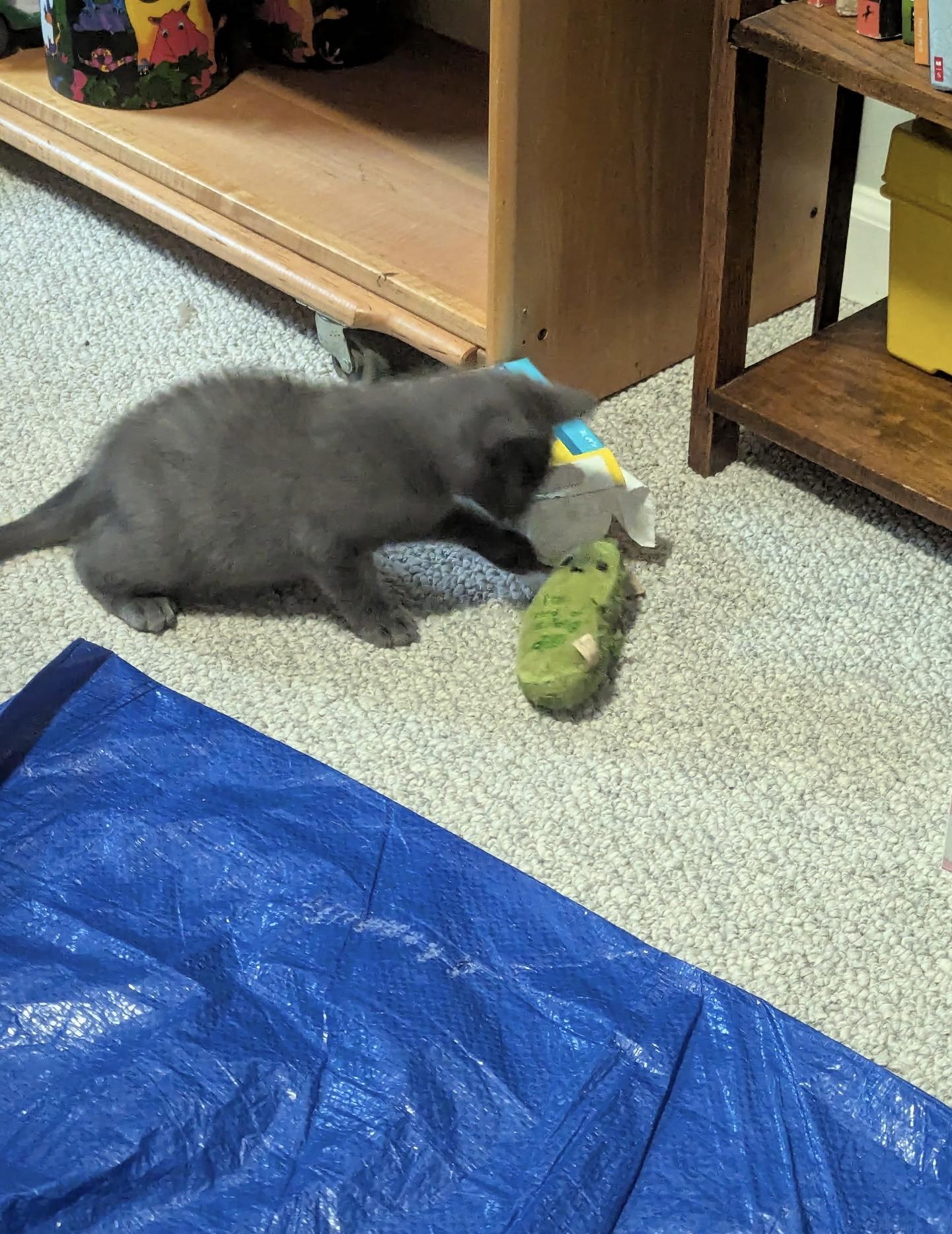 Enlarge Topaz, a Adoptable Domestic Short Hair in Dansville, NY image 4/4