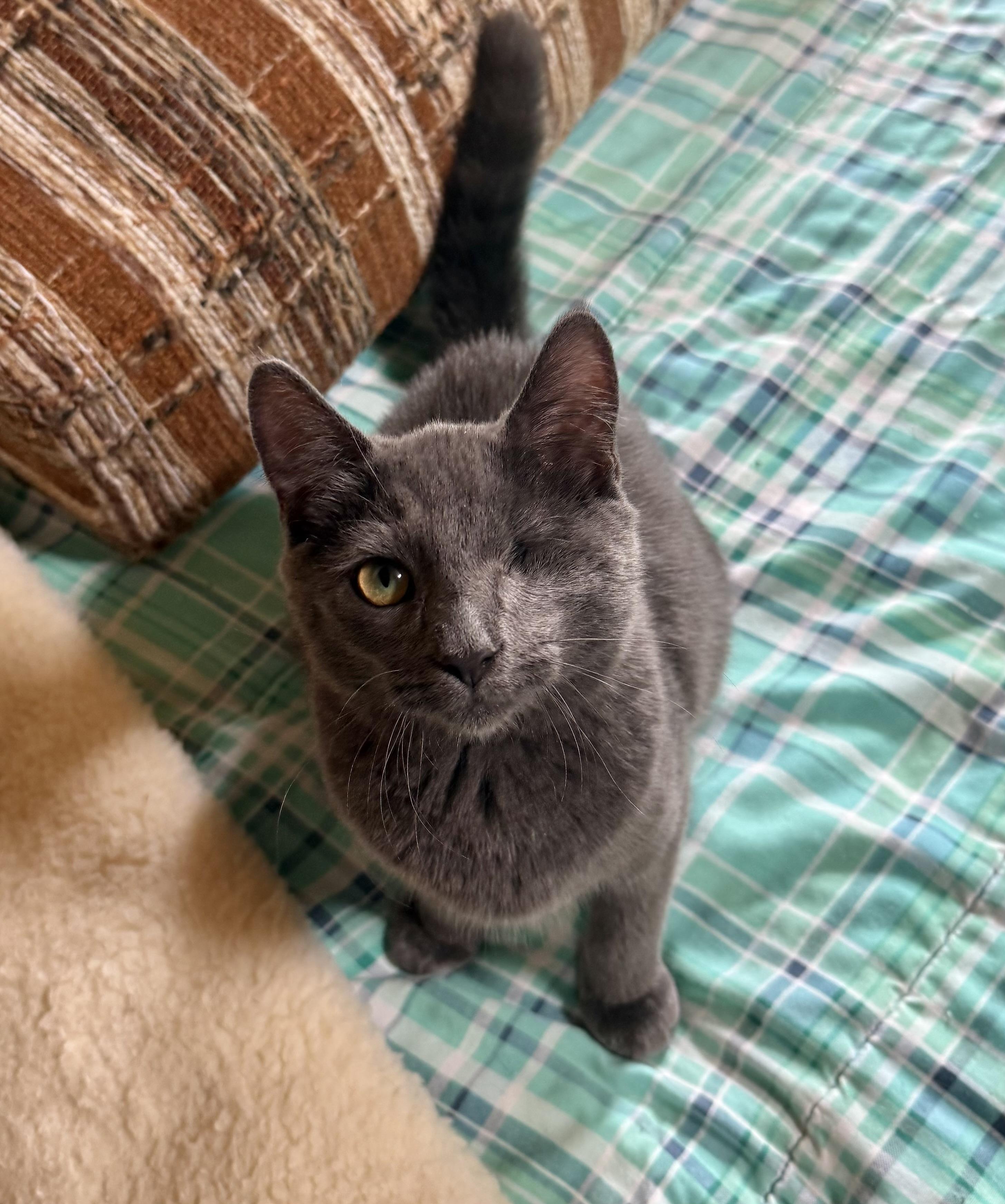 Enlarge Topaz, a Adoptable Domestic Short Hair in Dansville, NY image 1/3