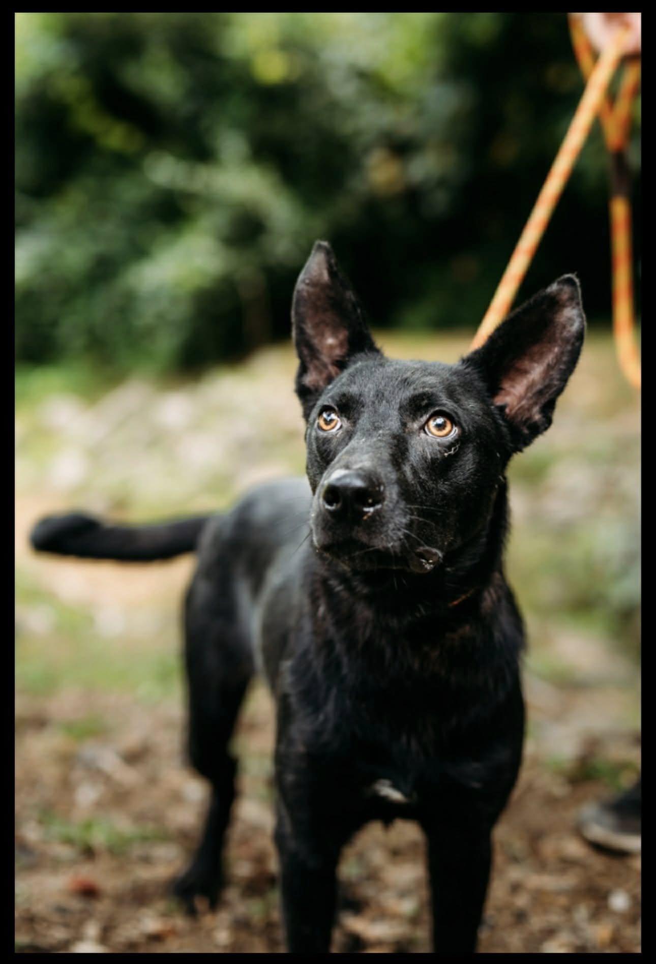 Sir King (20251223-15)