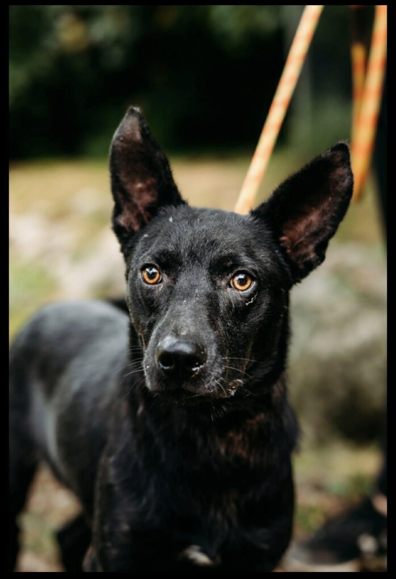 Sir King (20251223-15) — thumbnail 2