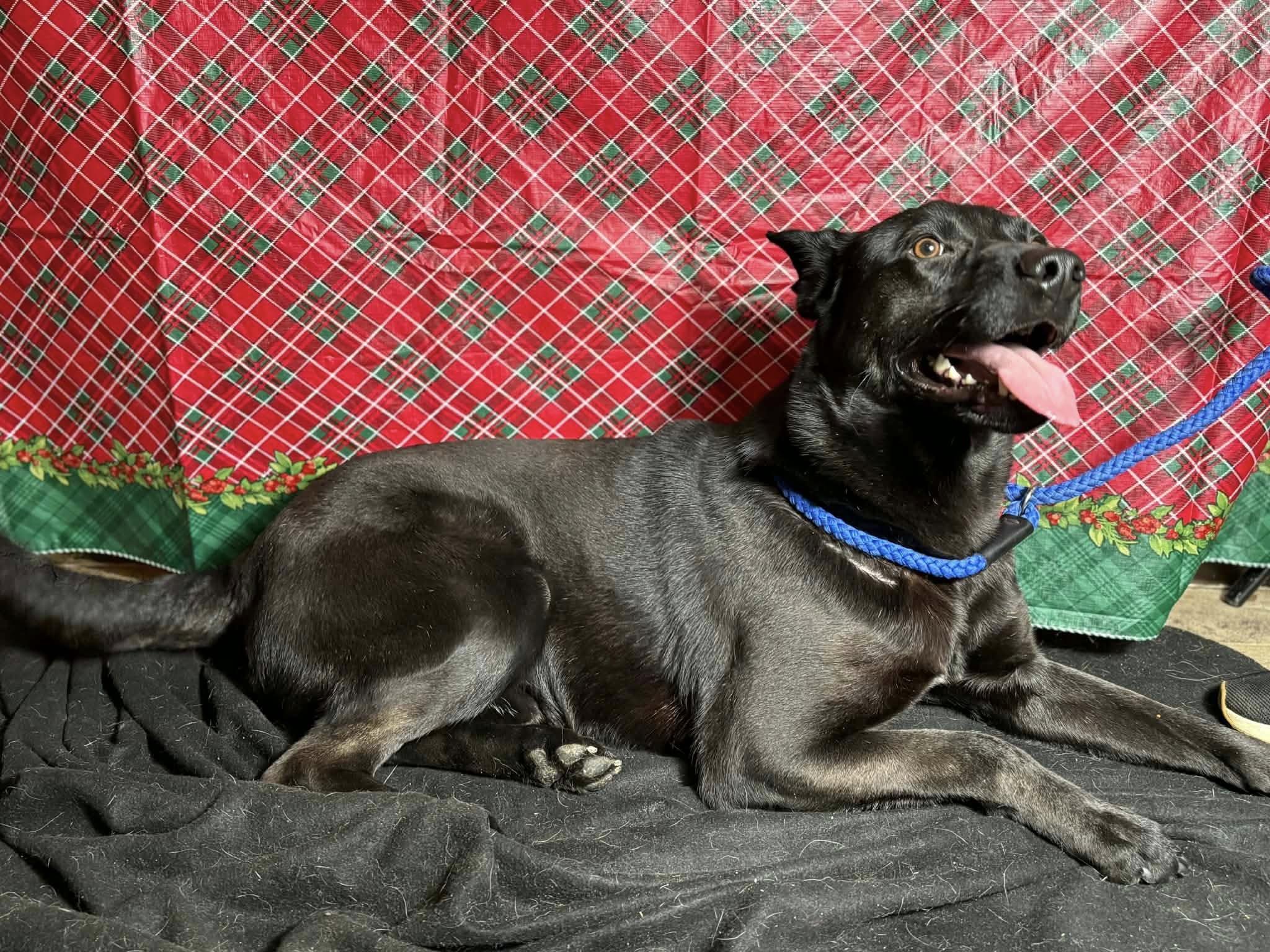 Sir King (20251223-15) — thumbnail 3