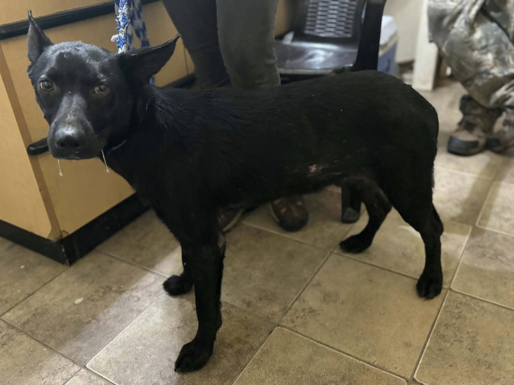 Sir King (20251223-15) — thumbnail 4