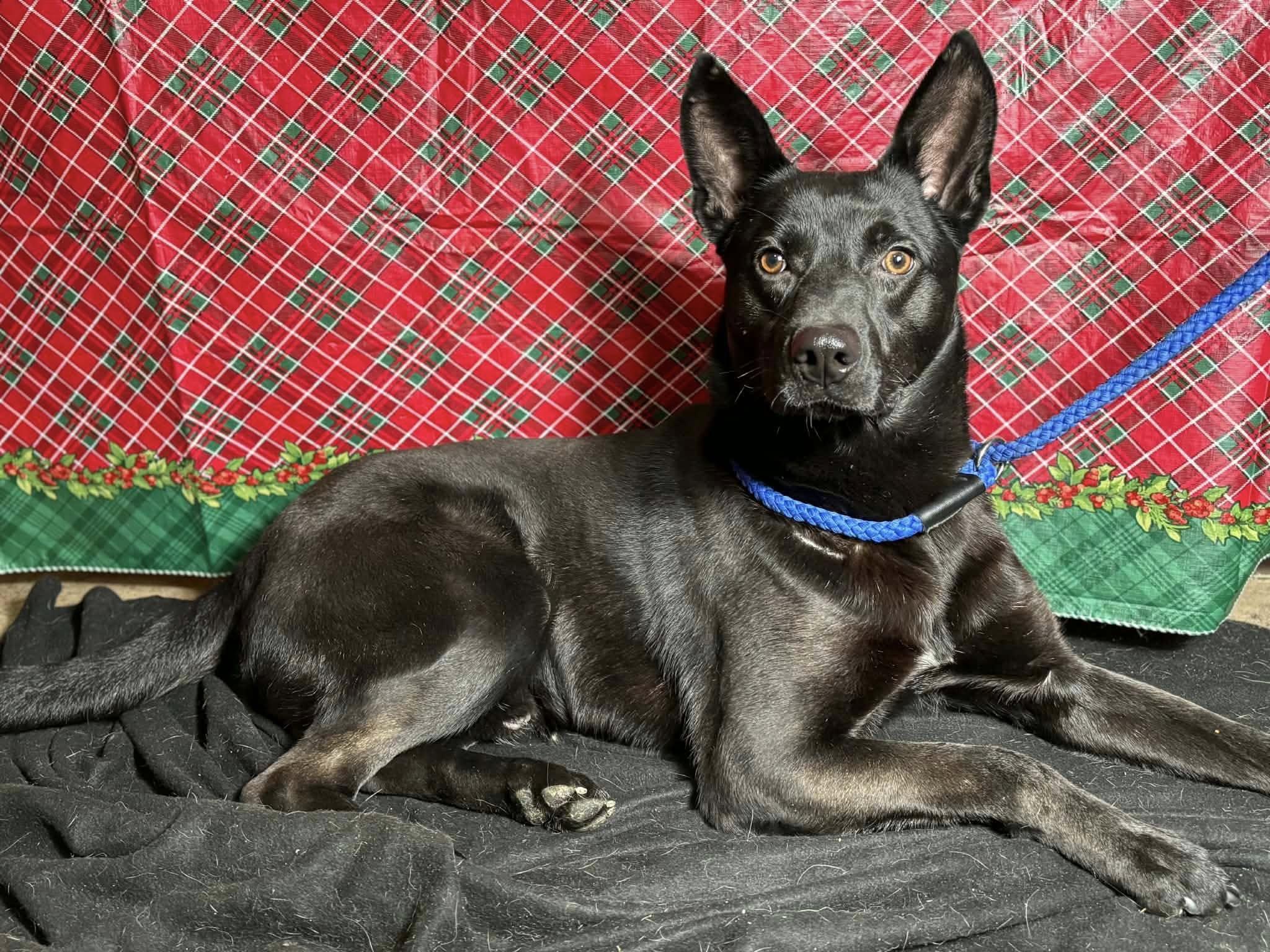 Sir King (20251223-15) — thumbnail 5