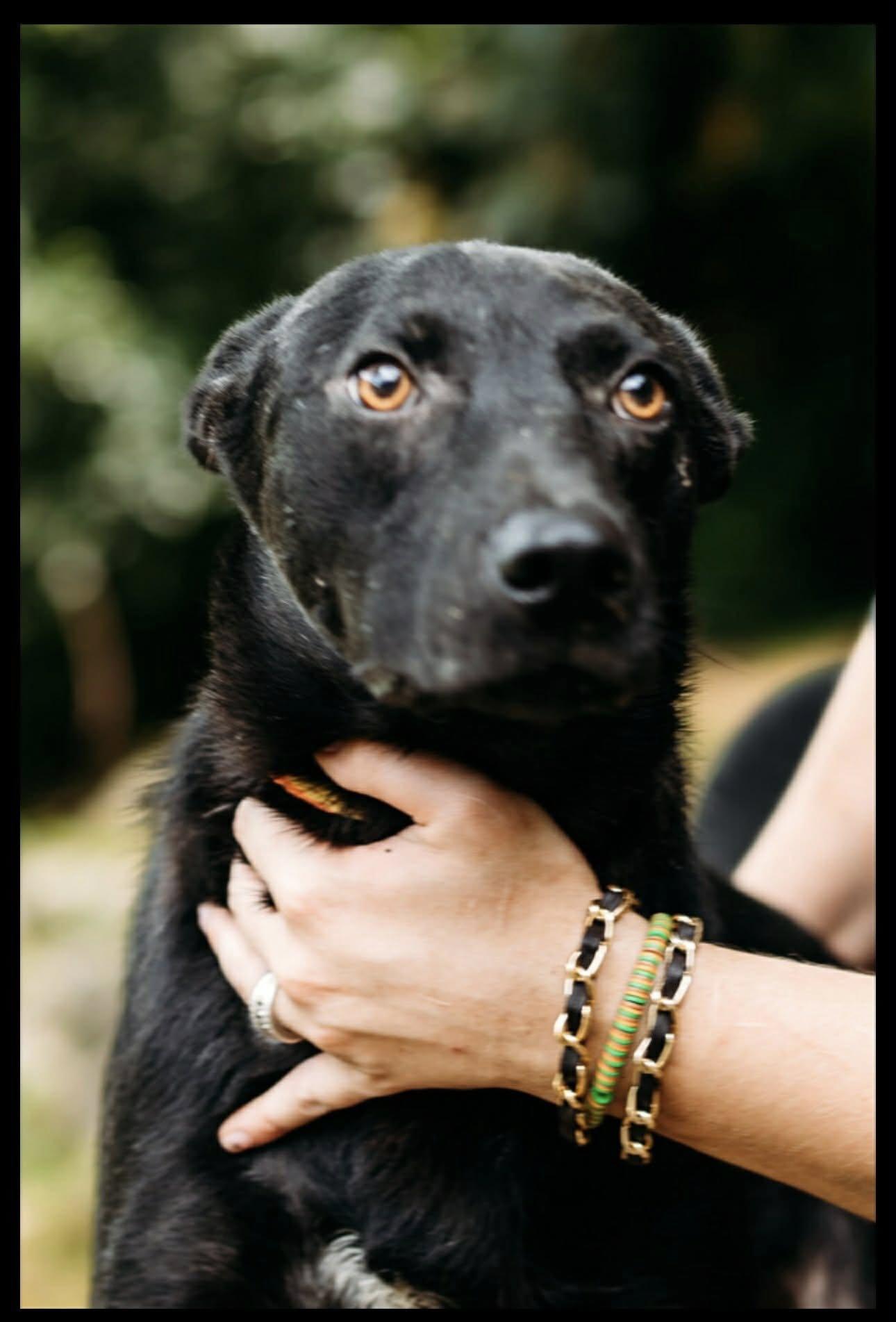 Sir King (20251223-15) — thumbnail 6