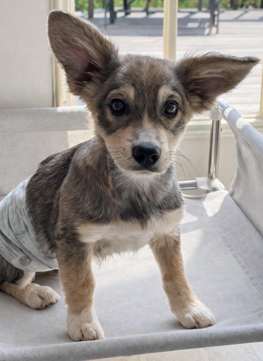 Enlarge Twix, an adopted mixed breed in Ooltewah, TN image 2/4