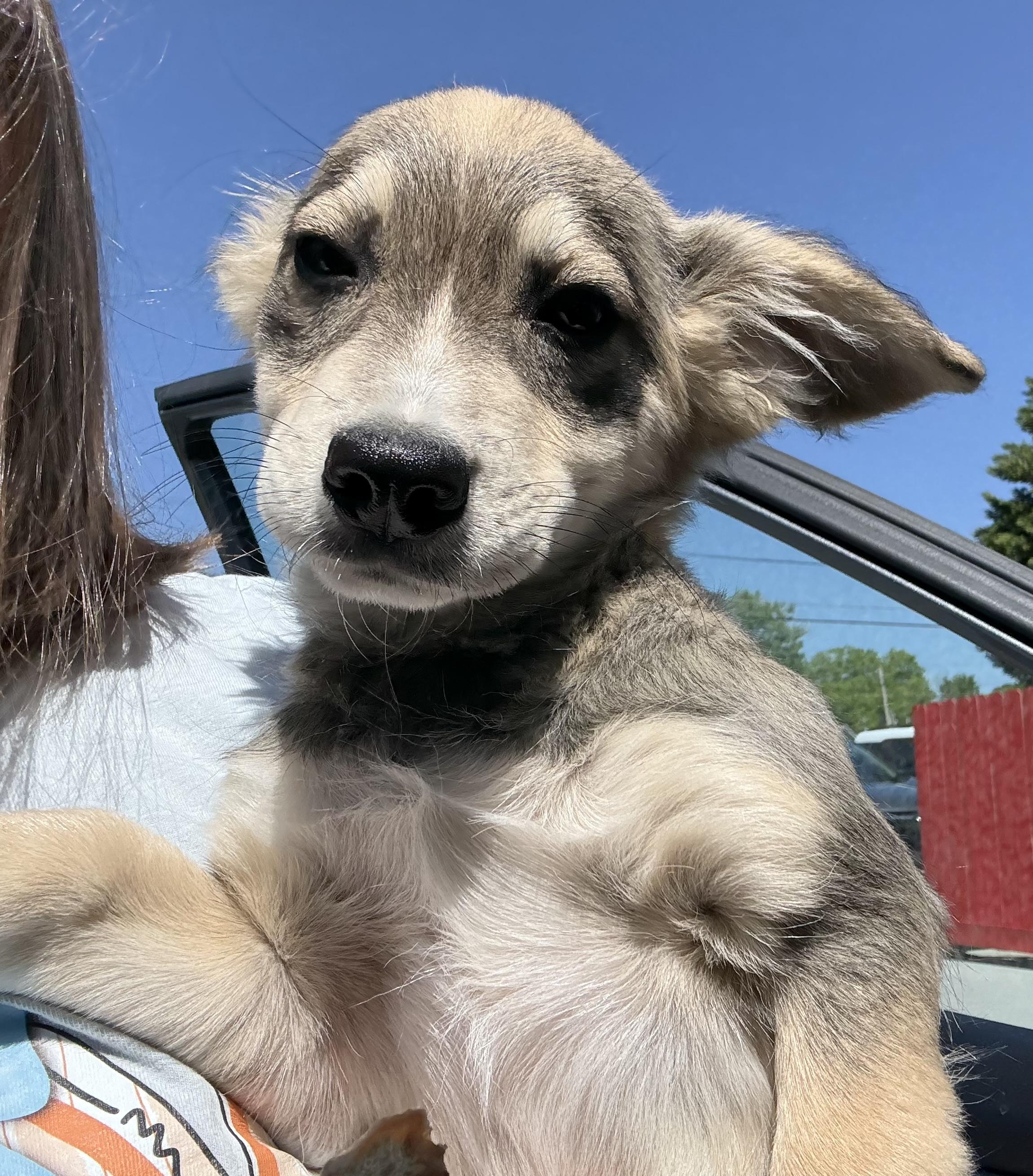 Enlarge Twix, an adopted mixed breed in Ooltewah, TN image 3/4