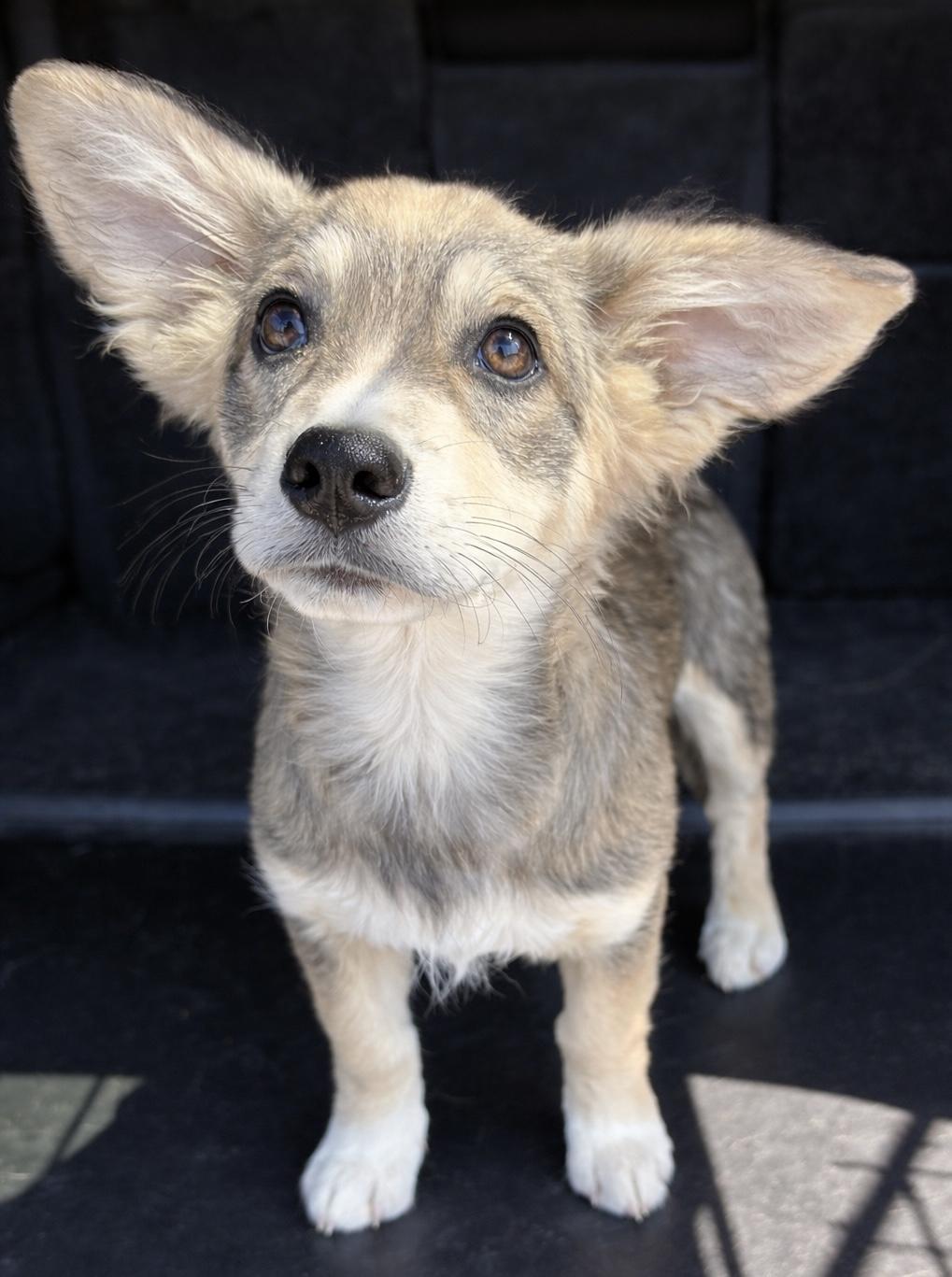 Twix, adopted, Puppy Male Cardigan Welsh Corgi & Shepherd.