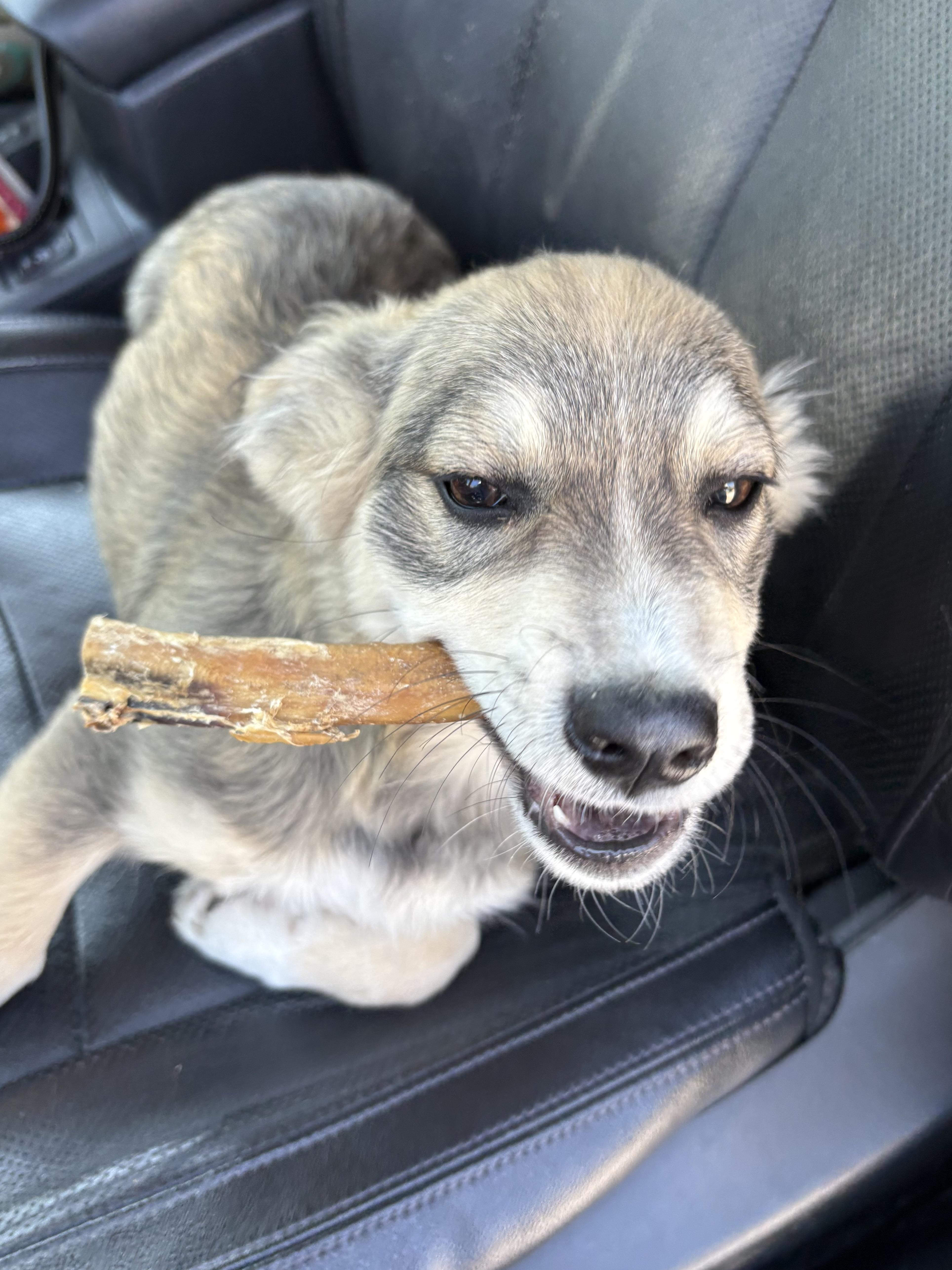 Enlarge Twix, an adopted mixed breed in Ooltewah, TN image 4/4