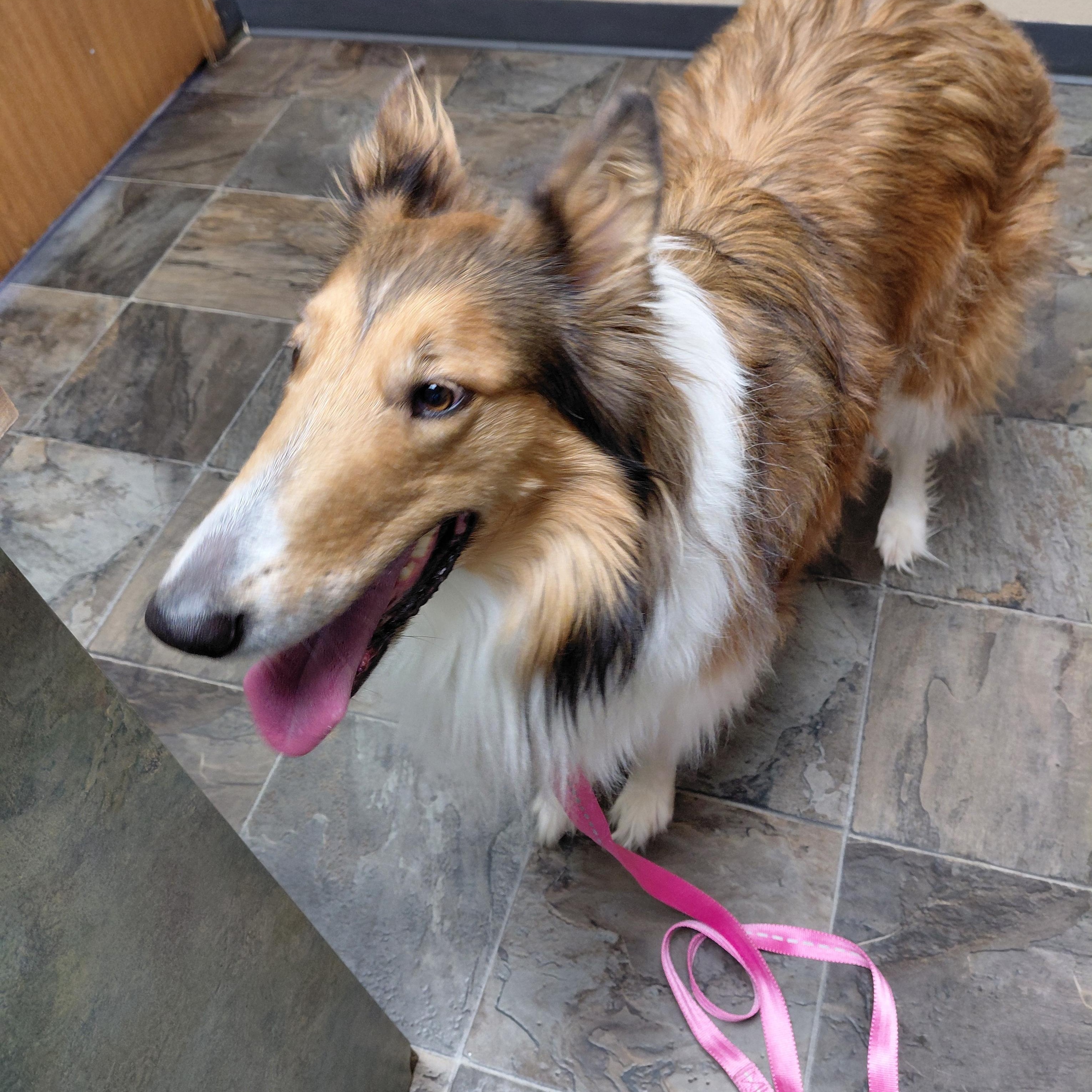 Enlarge Luna, an adopted Collie in Hazleton, IA image 1/2