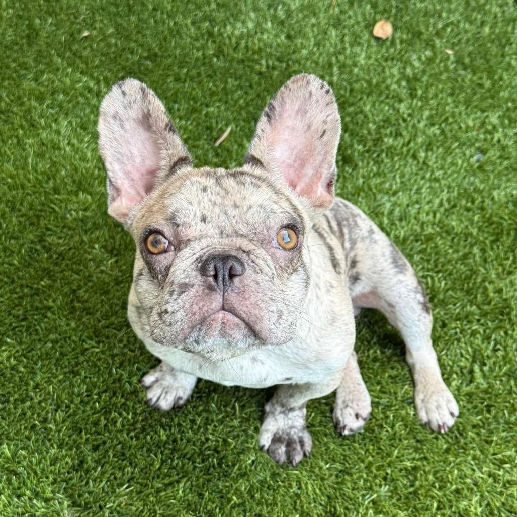 Chip, Adoptable, Young Male French Bulldog & Mixed Breed.