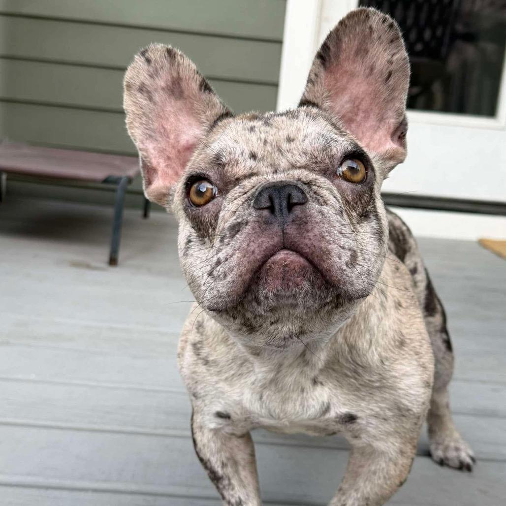 Enlarge Chip, a Adoptable mixed breed in Pearland, TX image 2/6