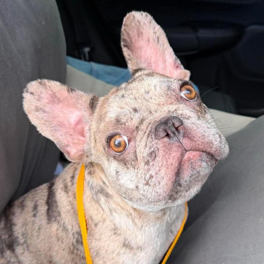Enlarge Chip, a Adoptable mixed breed in Pearland, TX image 4/6