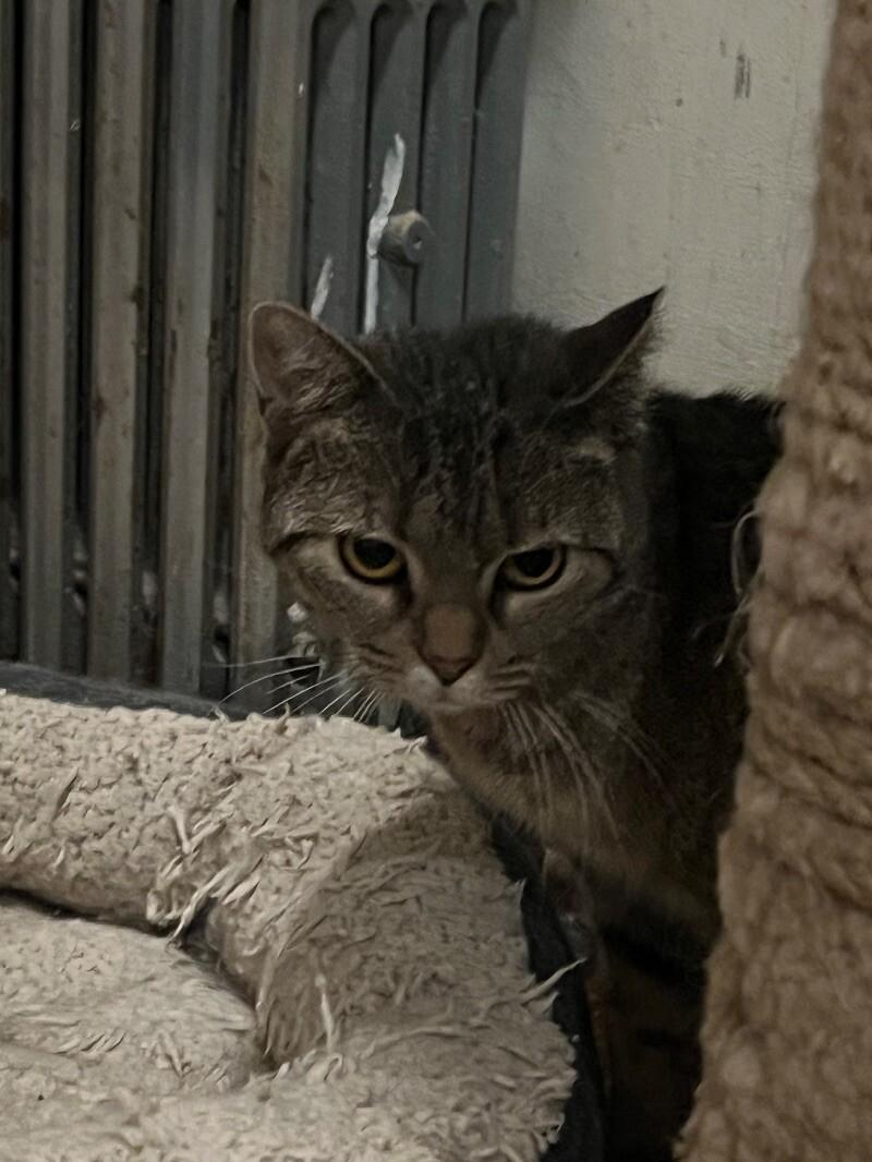 Enlarge Misty, a Adoptable Domestic Short Hair in Colmar, PA image 1/2