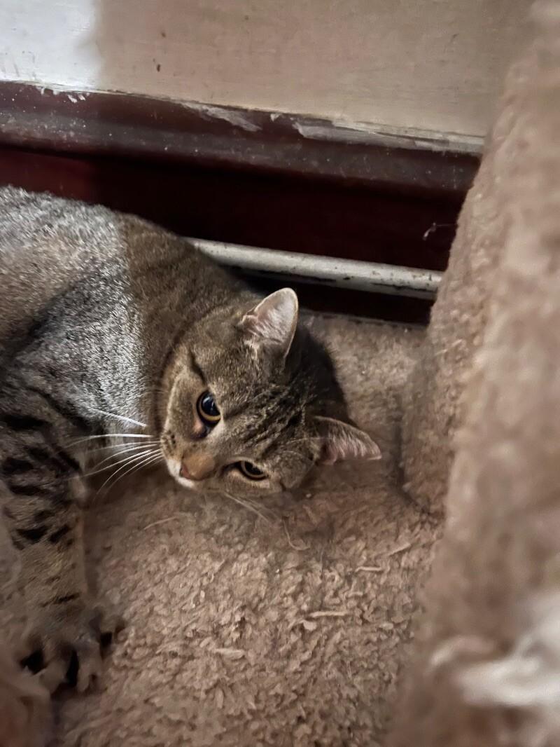 Enlarge Misty, a Adoptable Domestic Short Hair in Colmar, PA image 2/2