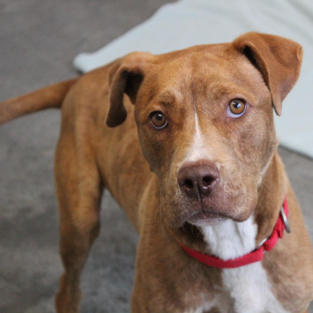 Werther, Adoptable, Adult Male Mixed Breed.