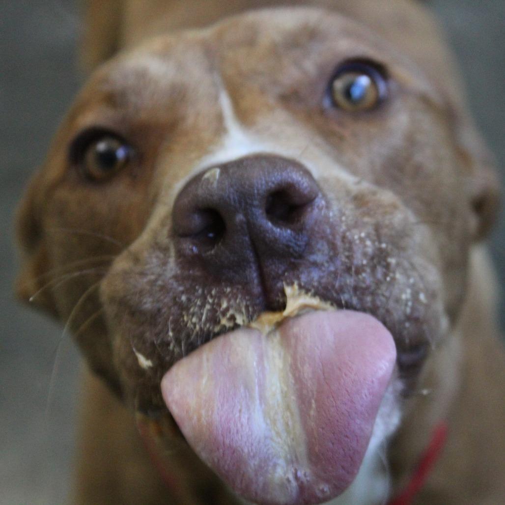 Enlarge Werther, a Adoptable Mixed Breed in Brooksville, KY image 2/5
