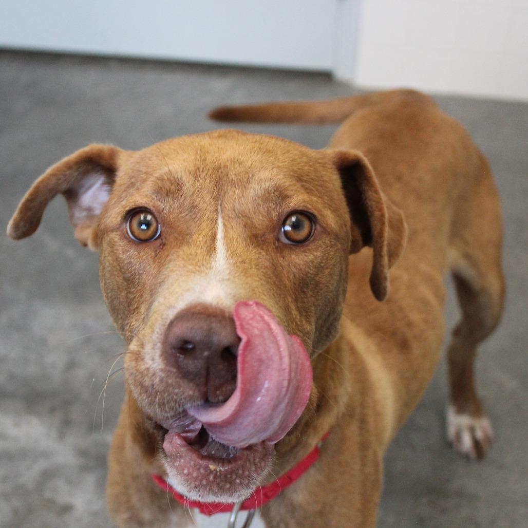 Enlarge Werther, a Adoptable Mixed Breed in Brooksville, KY image 3/5