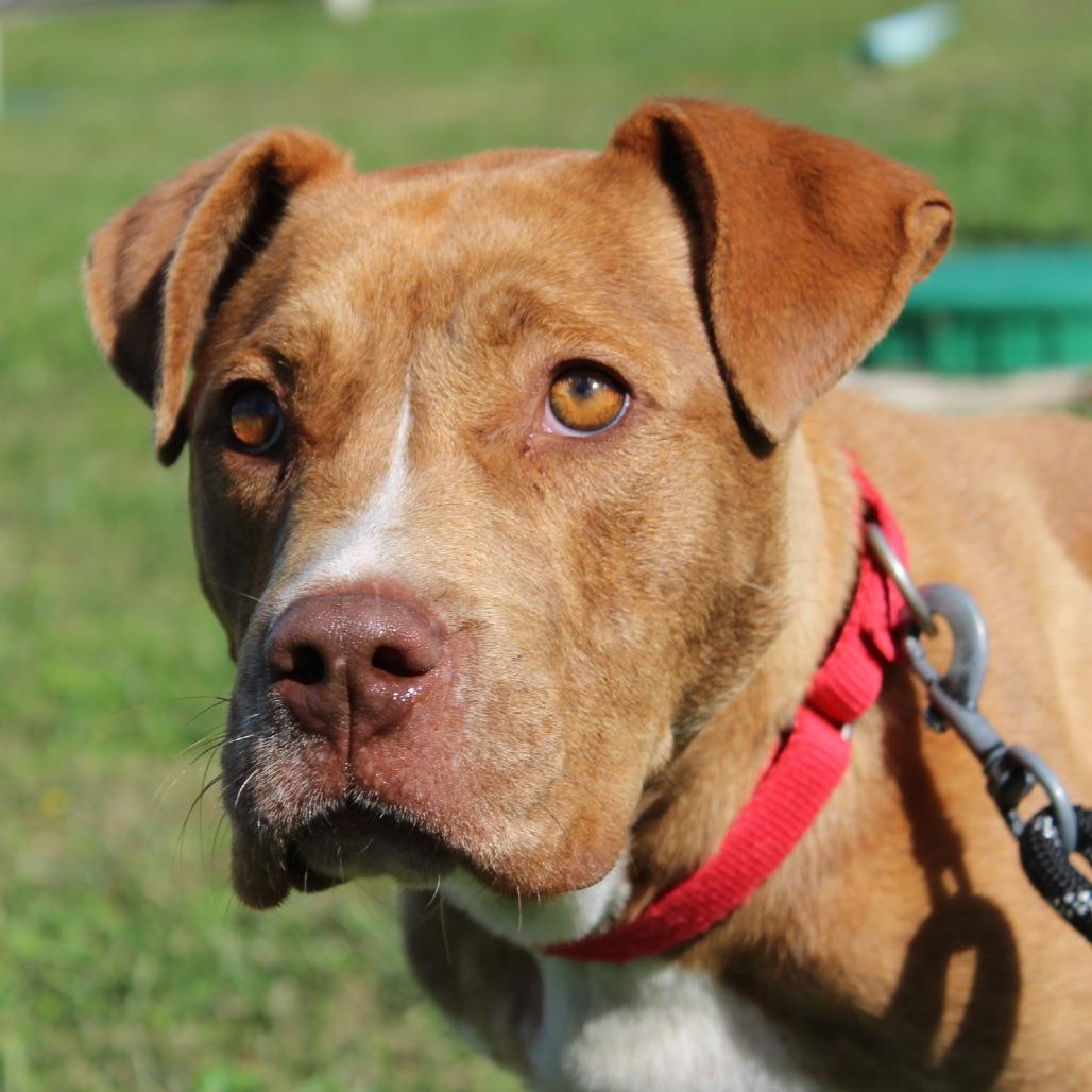 Enlarge Werther, a Adoptable Mixed Breed in Brooksville, KY image 4/5