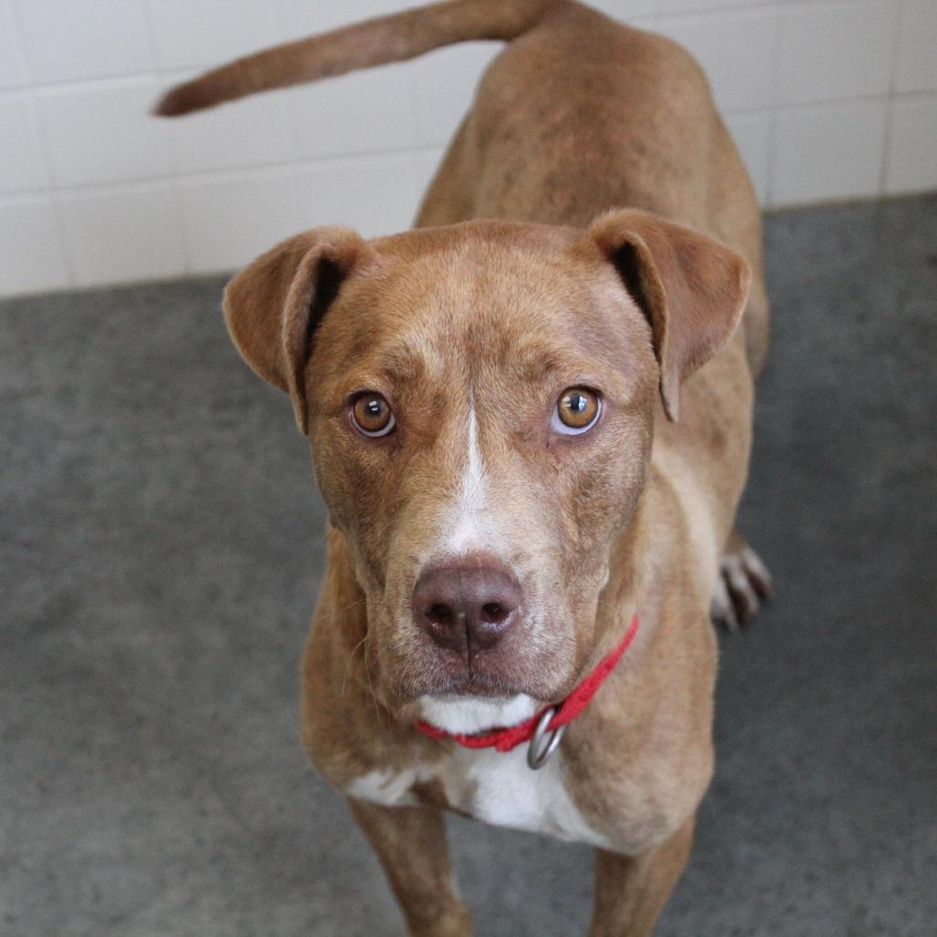 Enlarge Werther, a Adoptable Mixed Breed in Brooksville, KY image 5/5