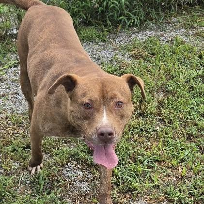 Enlarge Werther, a Adoptable Mixed Breed in Brooksville, KY image 6/6