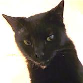 Dante, an adoptable Burmese, Siamese in Port Wentworth, GA, 31407 | Photo Image 1