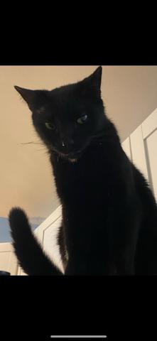 Dante, an adoptable Burmese, Siamese in Port Wentworth, GA, 31407 | Photo Image 3
