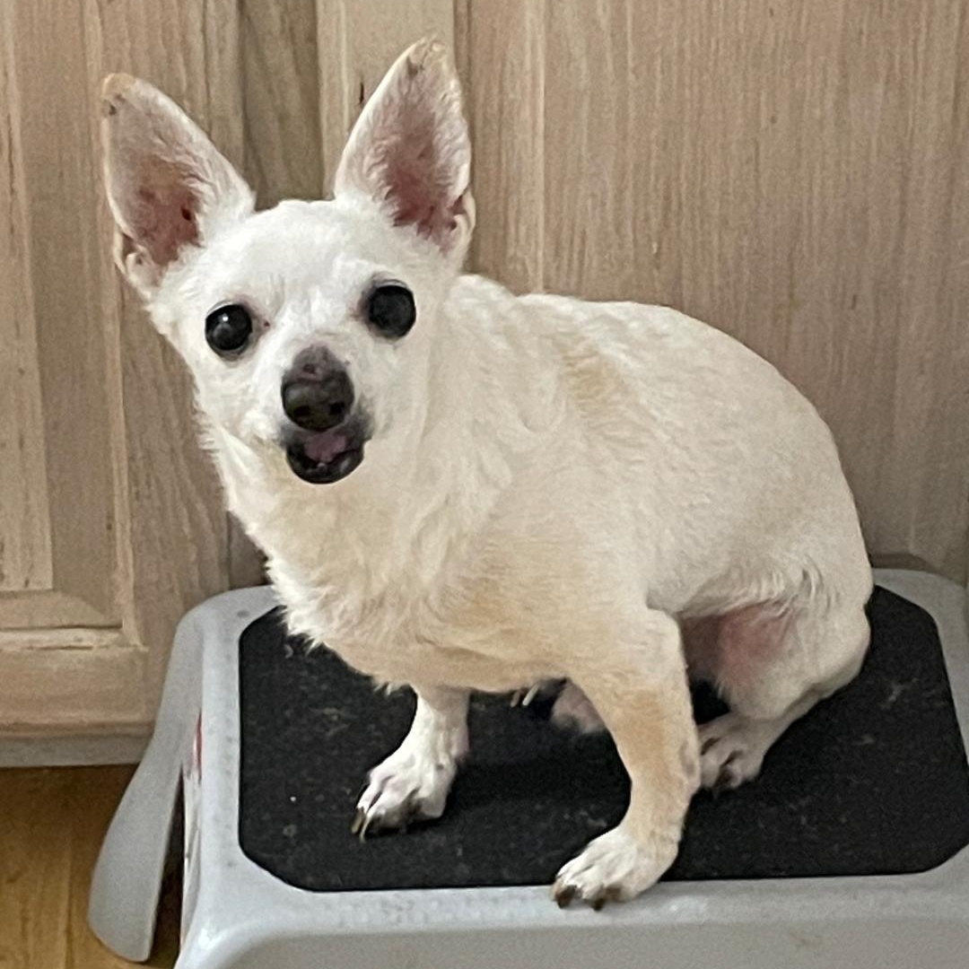 Gummy Bear, adopted, Senior Male Chihuahua & Mixed Breed.