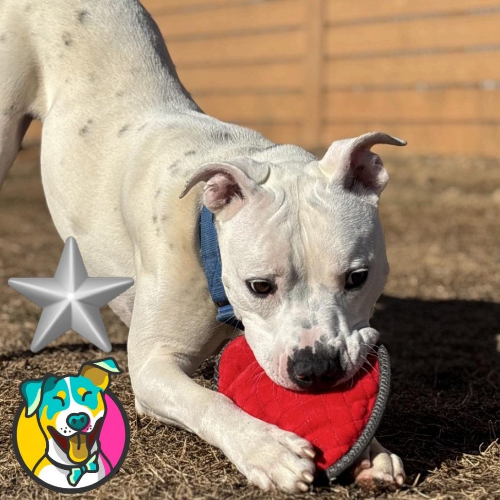 Sprite, a Adoptable mixed breed in Mooresville, NC image 1/5