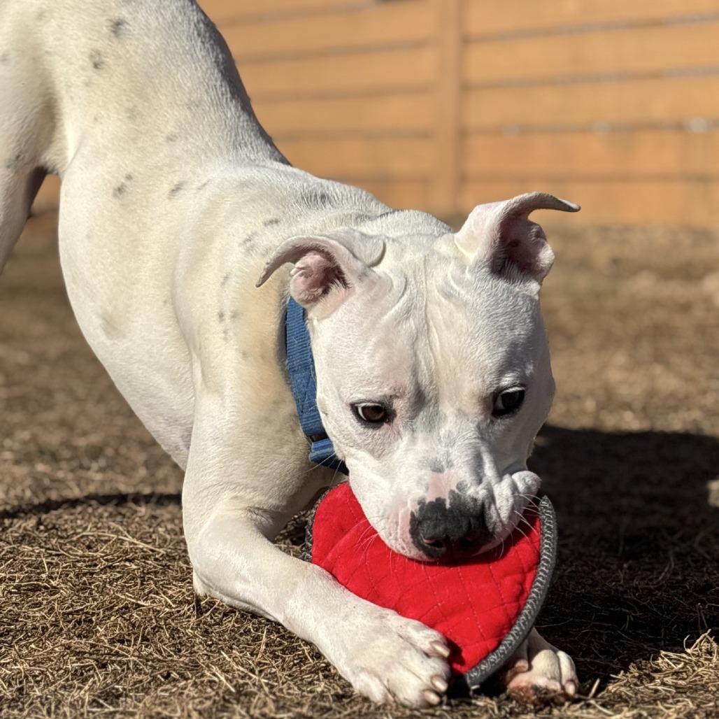 Sprite, a Adoptable mixed breed in Mooresville, NC image 2/5