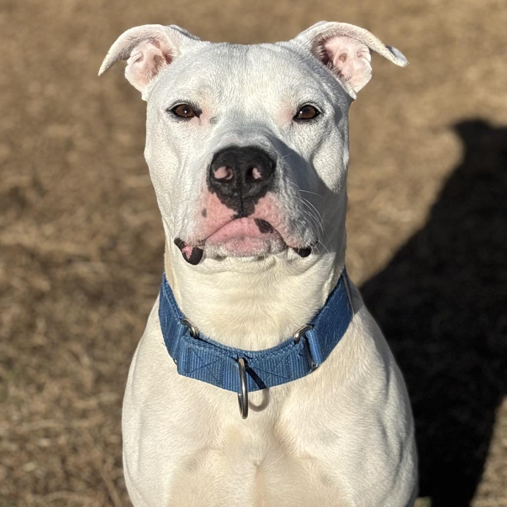 Sprite, a Adoptable mixed breed in Mooresville, NC image 3/5