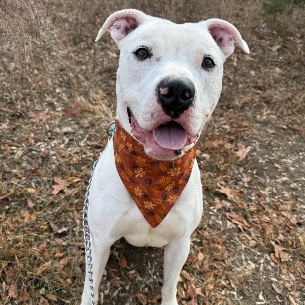 Sprite, a Adoptable mixed breed in Mooresville, NC image 4/5