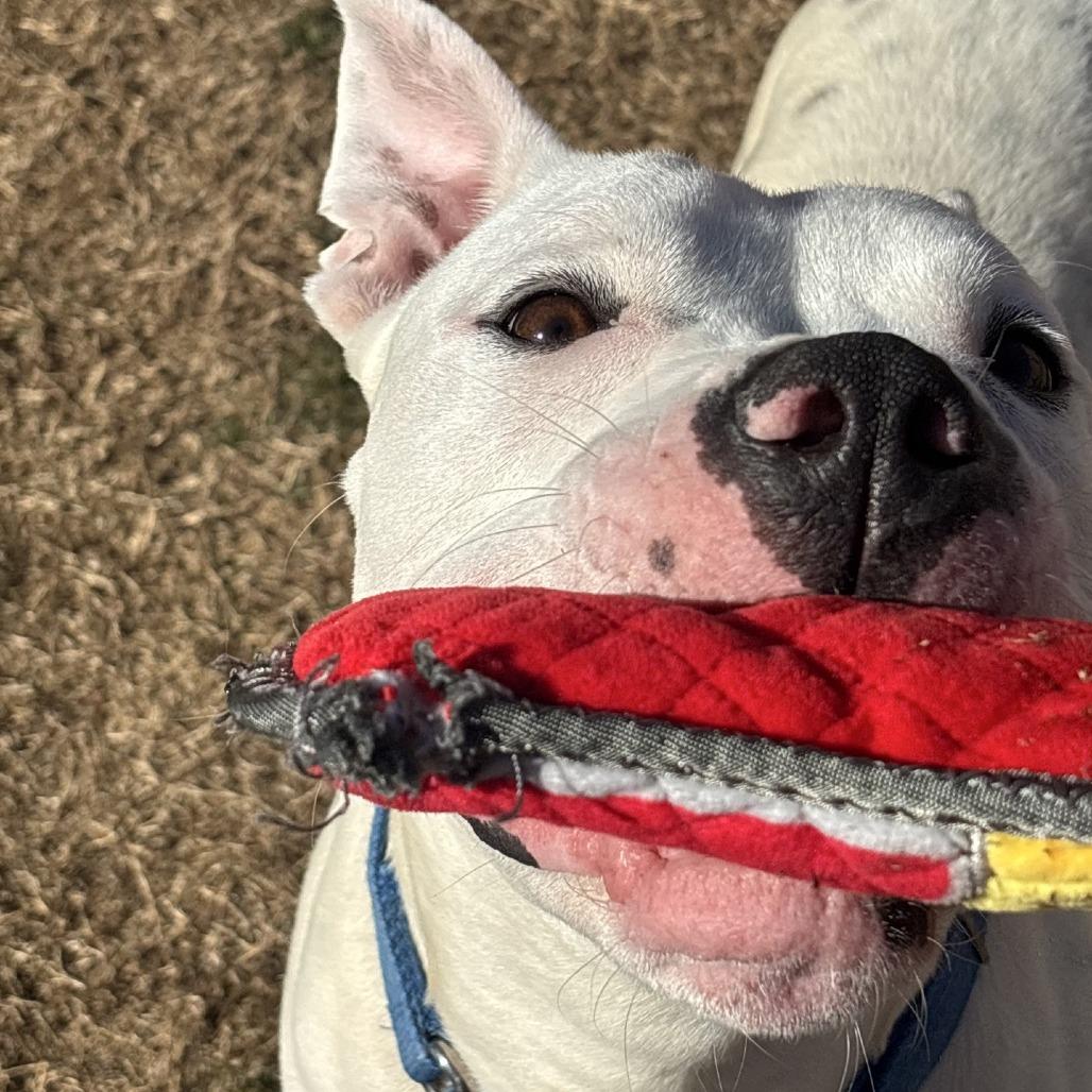 Sprite, a Adoptable mixed breed in Mooresville, NC image 5/5