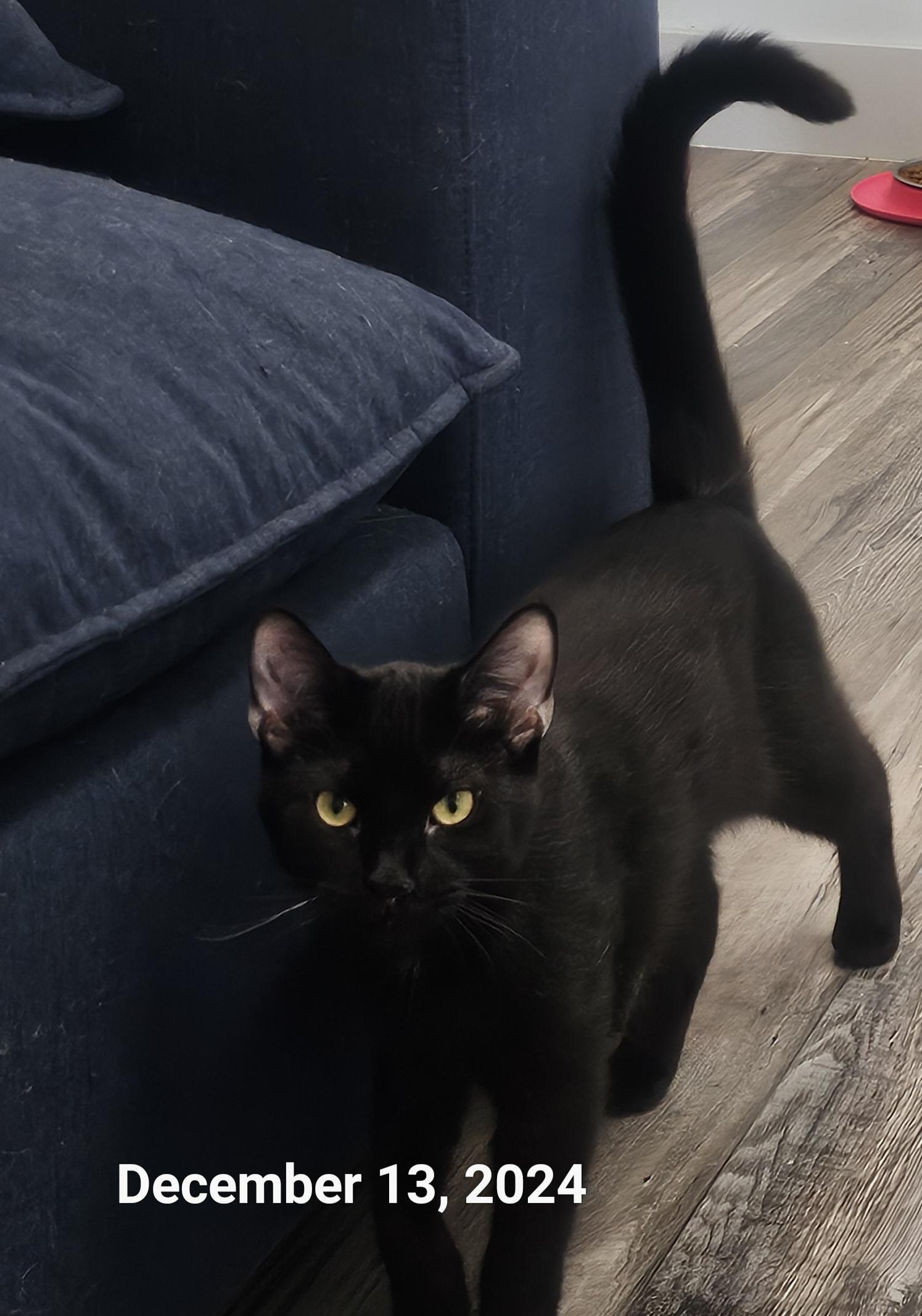 Vampire Bill thumbnail 3