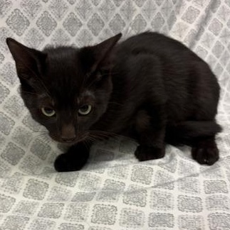 Einstein, Adoptable, Kitten Male Domestic Short Hair.