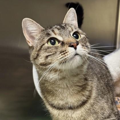 Pop Star, Adoptable, Adult Female Domestic Short Hair.